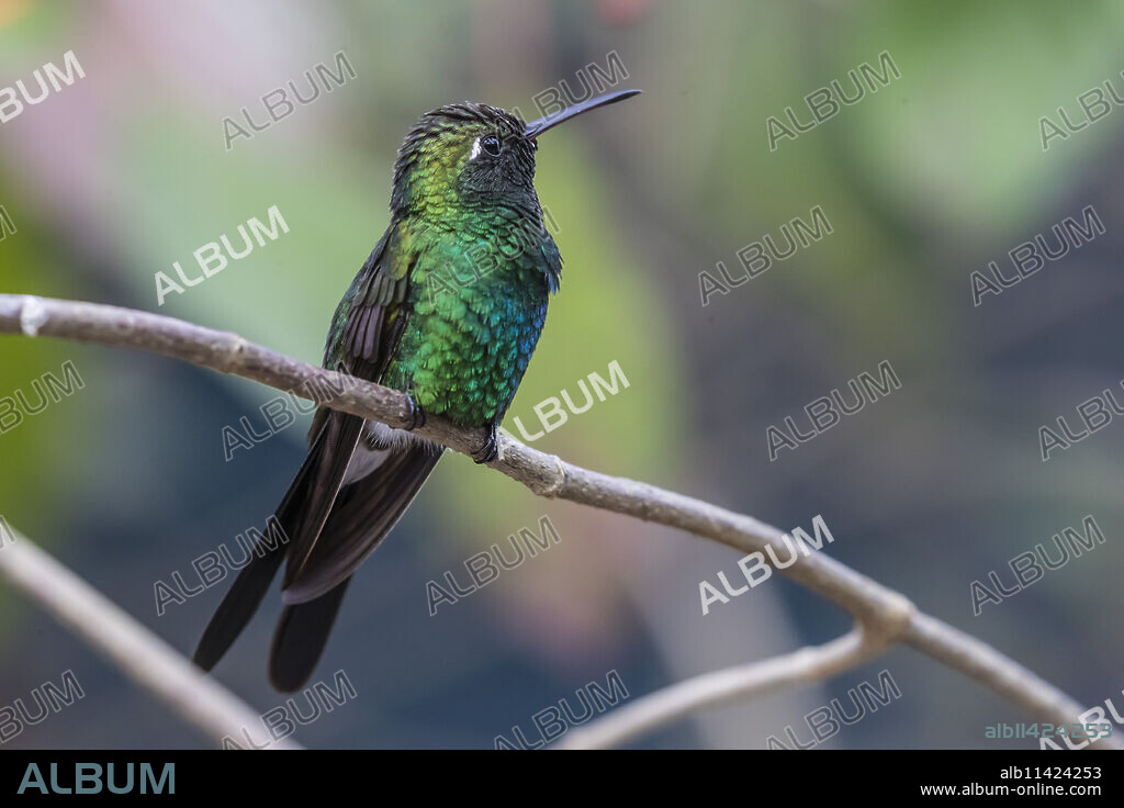 A wild adult Cuban emerald hummingbird (Chlorostilbon ricordii), Zapata National Park, Cuba, West Indies, Caribbean, Central America.