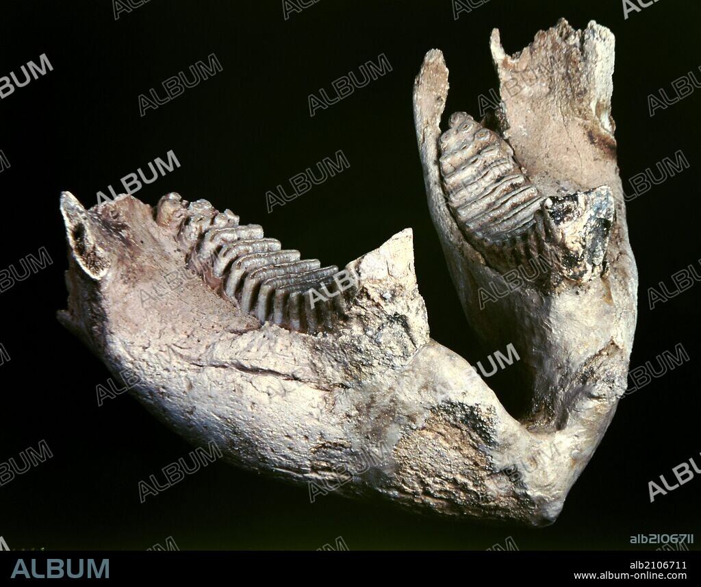 RESTOS OSEOS DE FAUNA DEL PALEOLITICO: MANDIBULA DEL ELEPHAS ANTIQUUS, ANTIGUO ELEFANTE DEL PLEISTOCENO, PROCEDENTE DEL VALLE DEL MANZANARES (DEPOSITO: MUSEO ARQUEOLOGICO NACIONAL).