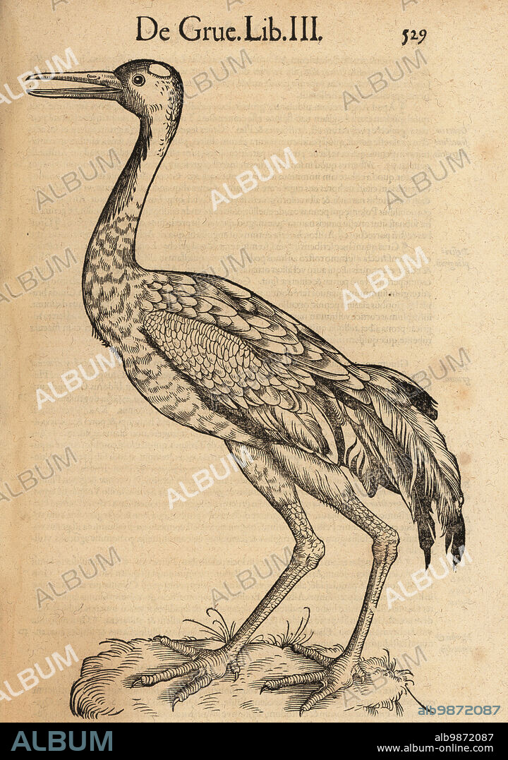 Species of crane, possibly the Eurasian or common crane, Grus grus. De Avibus, de Grue, grus, gru, Kran, crane. Woodcut engraving after an illustration by Lucas Schan and Conrad Gessner from Conrad Gessners Historiae Animalium, De avium natura, (Natural history of animals: birds), Frankfurt, Wechel for Cambier, 1585.
