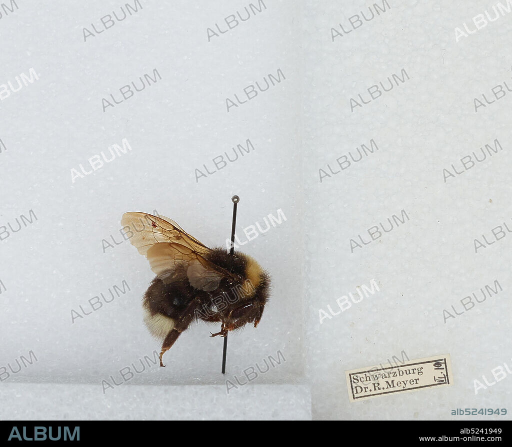 Germany, Bombus (Psithyrus) bohemicus Seidl, Animalia, Arthropoda, Insecta, Hymenoptera, Apidae, Apinae.