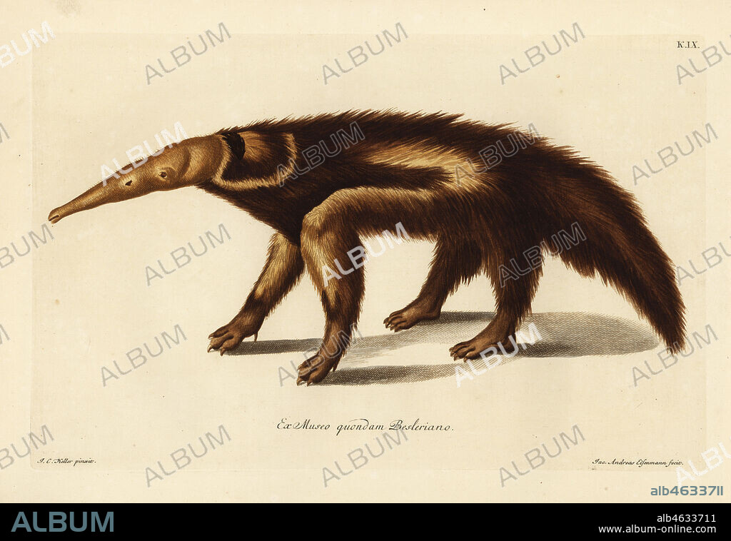 Giant anteater or ant bear, Myrmecophaga tridactyla (Le chasseur de fourmis, Tamadua guacu). Handcoloured copperplate engraving by Jakob-Andreas Eisemann after an illustration by Johann Christoph Keller from Georg Wolfgang Knorr's Deliciae Naturae Selectae of Kabinet van Zeldzaamheden der Natuur, Blusse and Son, Nuremberg, 1771. Specimen from a Wunderkammer or Cabinet of Curiosities of Basilius Besler and Michael Besler.
