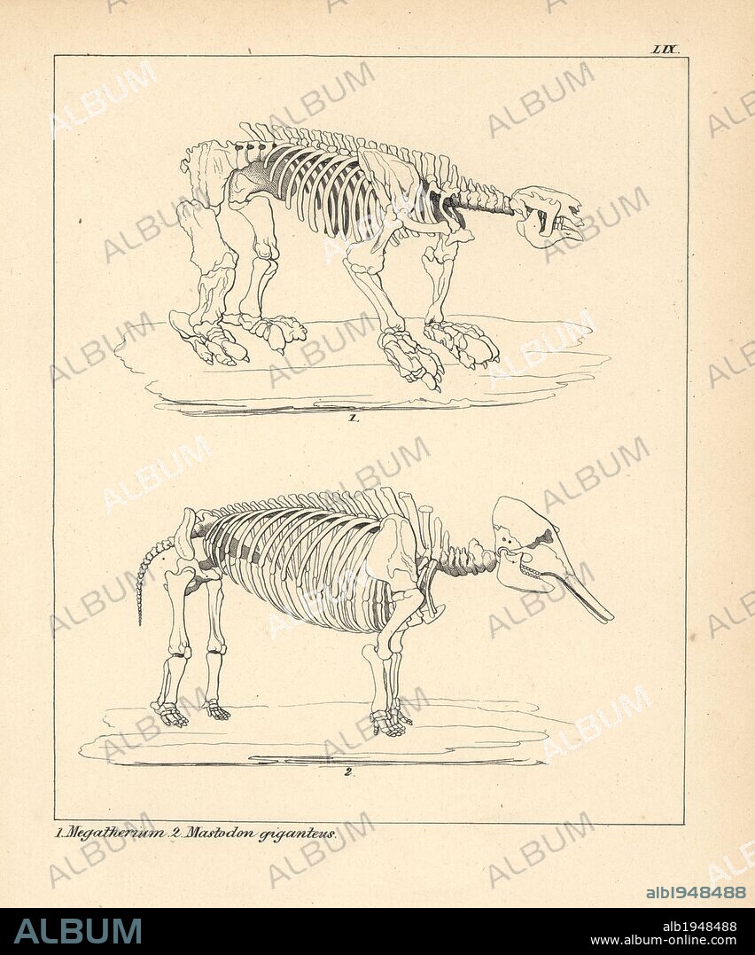 Skeleton of the Megatherium, an extinct giant ground sloth, and Mastodon giganteus, or the American mastodon, Mammut americanum. Lithograph by an unknown artist from Dr. F.A. Schmidt's "Petrefactenbuch," published in Stuttgart, Germany, 1855 by Verlag von Krais & Hoffmann. Dr. Schmidt's "Book of Petrification" introduced fossils and palaeontology to both the specialist and general reader.