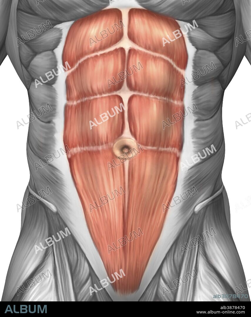 Close-up view of male abdominal muscles.