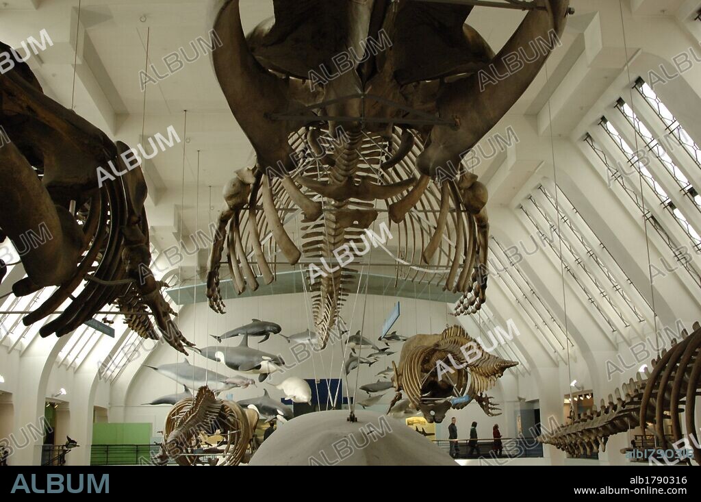 Whale skeleton. Natural History Museum. London. United Kingdom.