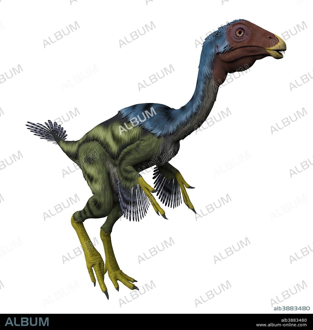 Caudipteryx flightless bird, white background. Caudipteryx was a peacock-sized oviraptor dinosaur that lived in China during the Cretaceous Period.
