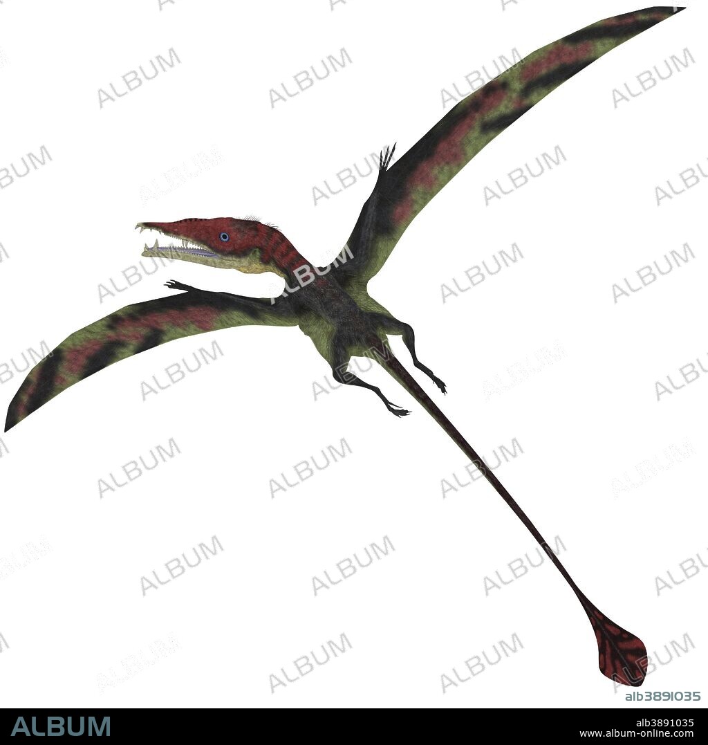 Eudimorphodon, a pterosuar from the Late Triassic Period with a diamond shaped tail.
