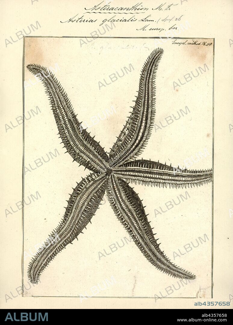 Asterias glacialis, Print.