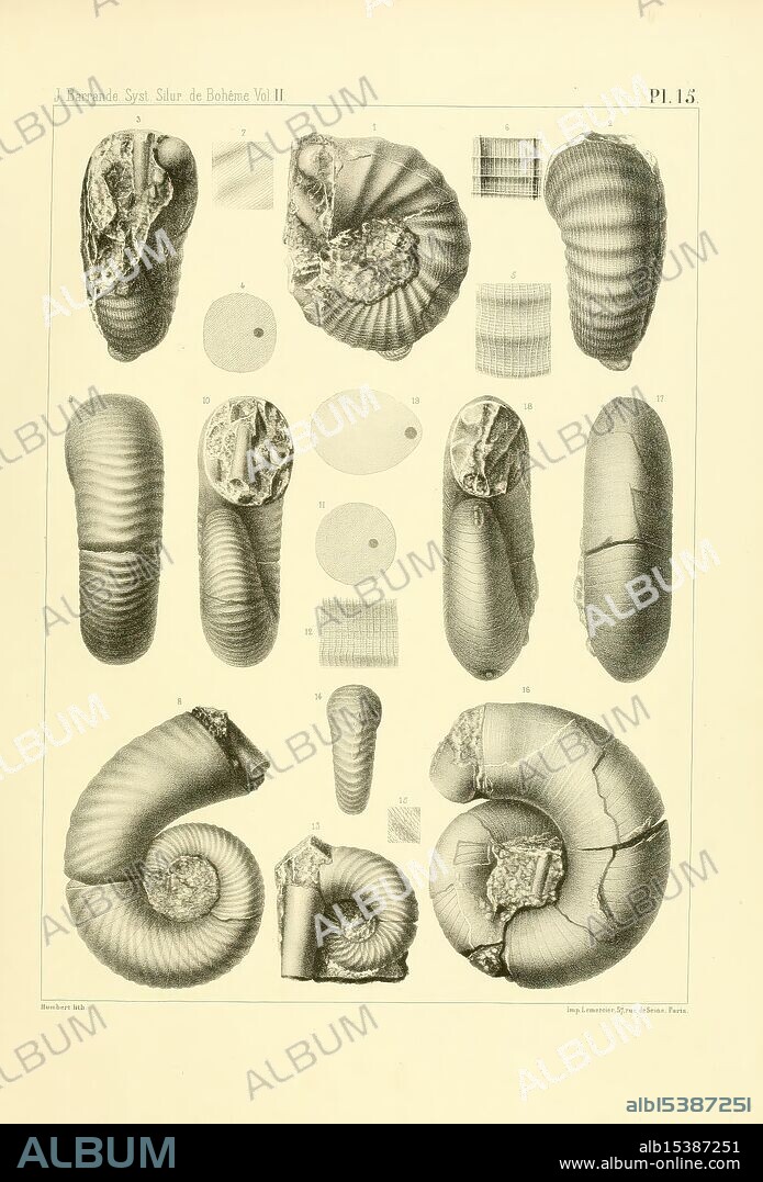 Systême Silurian, center Bohême, Prague, Chez l'auteur, 1852-1911, Paleontology, Czech Republic, Bohemia, Silurian, invertebrates, fossil, fossil stories, A collection of intricately detailed illustrations showcasing various types of ammonite fossils. The display features multiple views and perspectives of these prehistoric marine creatures, highlighting their distinct coiled shapes and unique surface patterns. Each illustration is numbered for reference, with an array of sizes and dimensions represented. Examples of cross-sections reveal the inner structures, further emphasizing the biological diversity of these ancient mollusks. The overall composition presents a scientific examination of their forms and classifications, reflecting the artistry of natural history documentation.