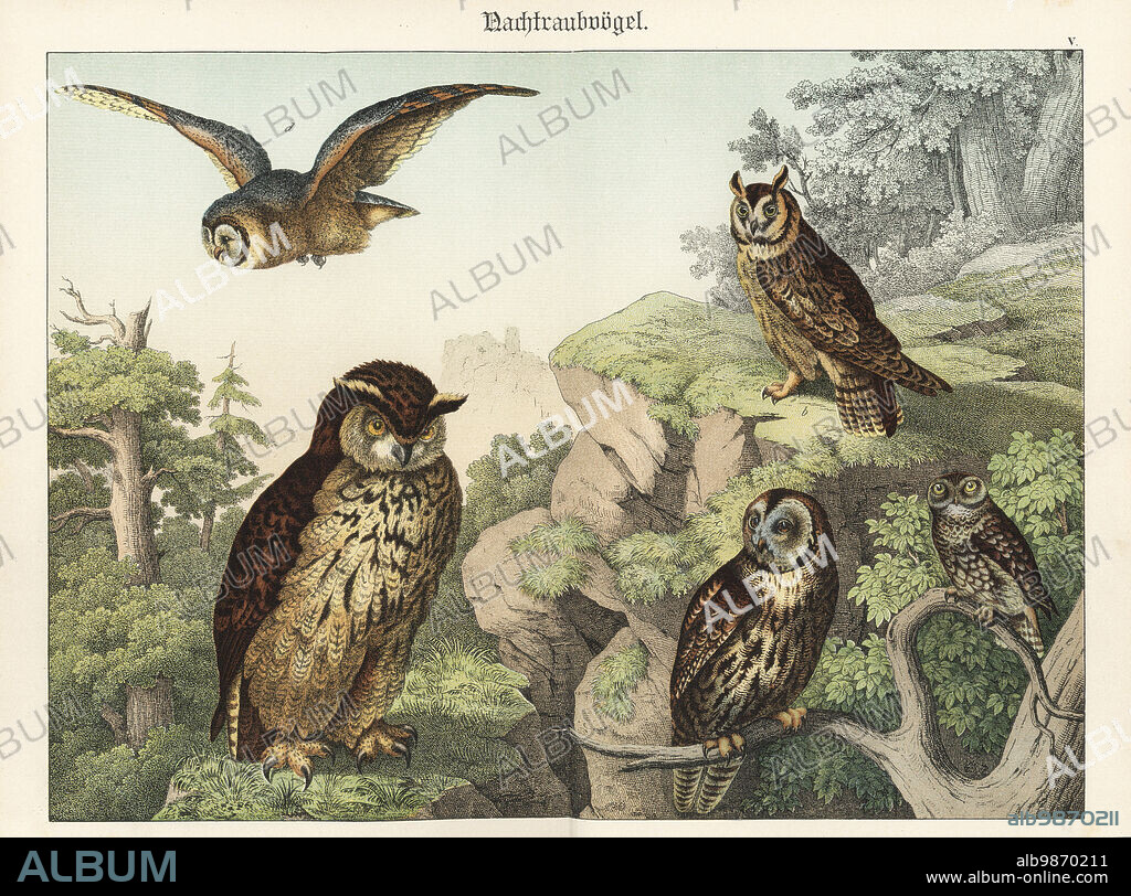 Eurasian eagle-owl, Bubo bubo a, long-eared owl, Asio otus b, tawny owl, Strix aluco c, short-eared owl, Asio flammeus d, and little owl, Athene noctua e. Chromolithograph from Gotthilf Heinrich von Schubert's Natural History of the Animal Realms (Naturgeschichte des Tierreichs), Schreiber, Munich, 1886.
