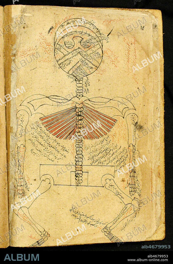 Planche anatomique du corps humain avec son squelette (avec les cotes reliees a la colonne vertebrale). Planche anatomique du corps humain avec la colonne vertebrale et la diffusion des nerfs. Manuscrit arabe d'Iran du XVIIIeme siecle 'Traite d'anatomie' de Mansour IBN ILYAS, manuscrit persan reprenant le CANON d'AVICENNE. Credit: Boistesselin/KHARBINE-TAPABOR.