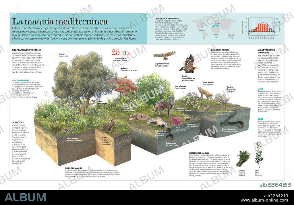 La maquia mediterránea. Infografía del bioma del maquis o matorral mediterráneo.