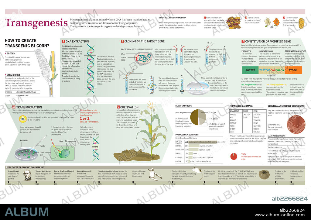 Transgénesis. Infographics of the process of obtaining Bt corn, transgenic food obtained through genetic engineering and information on other genetically modified organisms.