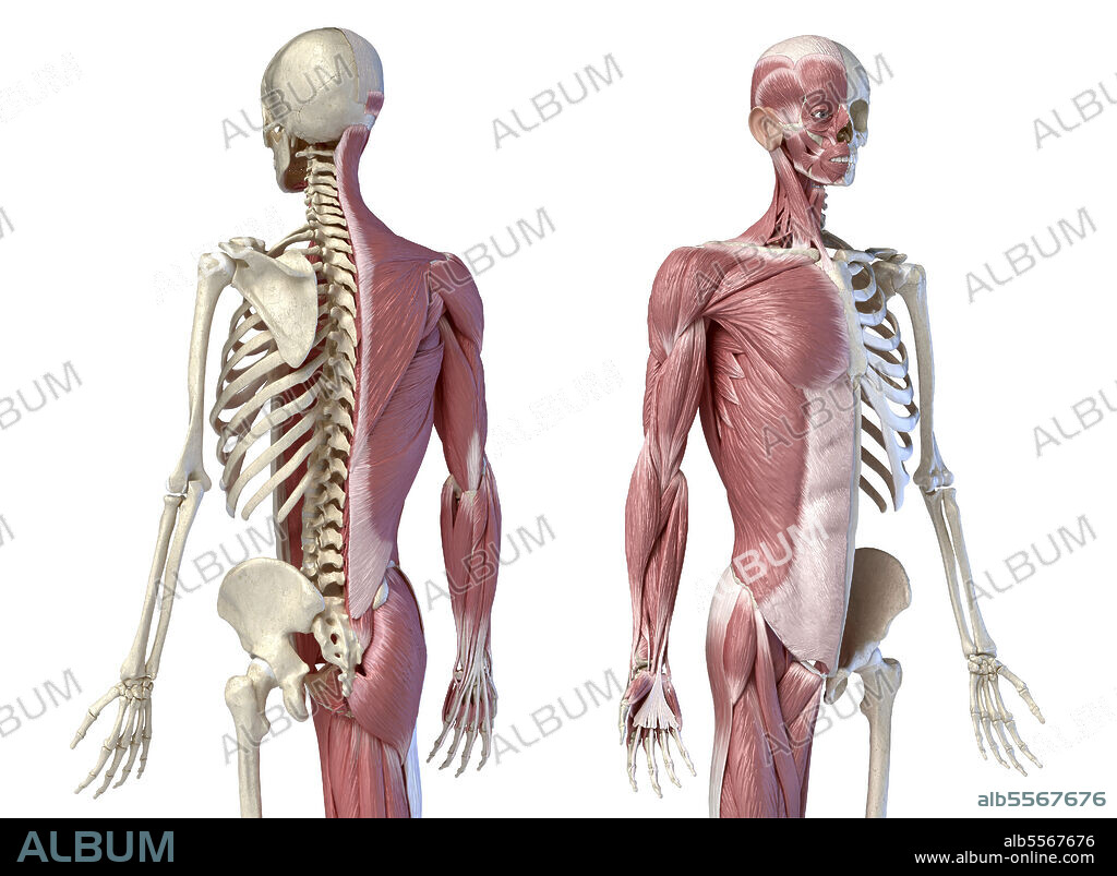 Male anatomy of muscular and skeletal systems. Three quarter length upper body front and back perspective views on white background.