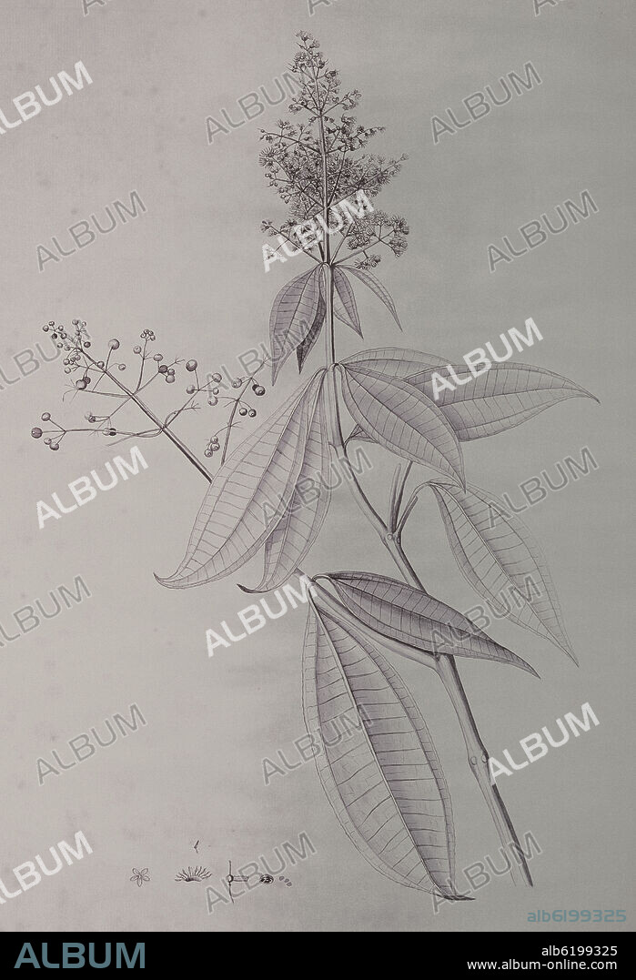 CELESTINO MUTIS. MICONIA LONGIFOLIA - FLORA DE LA REAL EXPEDICION BOTANICA DEL NUEVO REINO DE GRANADA - DIBUJO COLOREADO - SIGLO XVIII.