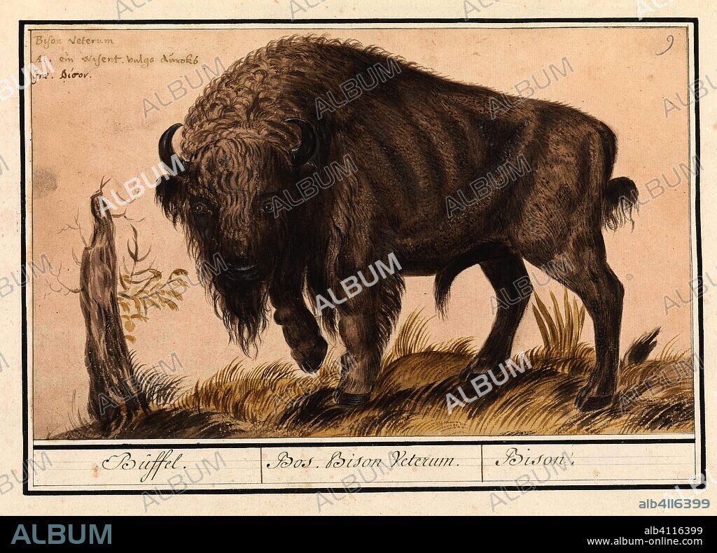ANSELMUS BOËTIUS DE BOODT. Wisent of Europese bizon (Bison bonasus). Buffel. / Bos. Bison Veterum. / Bison (title on object). Draughtsman: Anselmus Boëtius de Boodt. Draughtsman: Elias Verhulst. Dating: 1596 - 1610. Place: Praag. Measurements: h 180 mm × w 290 mm.
