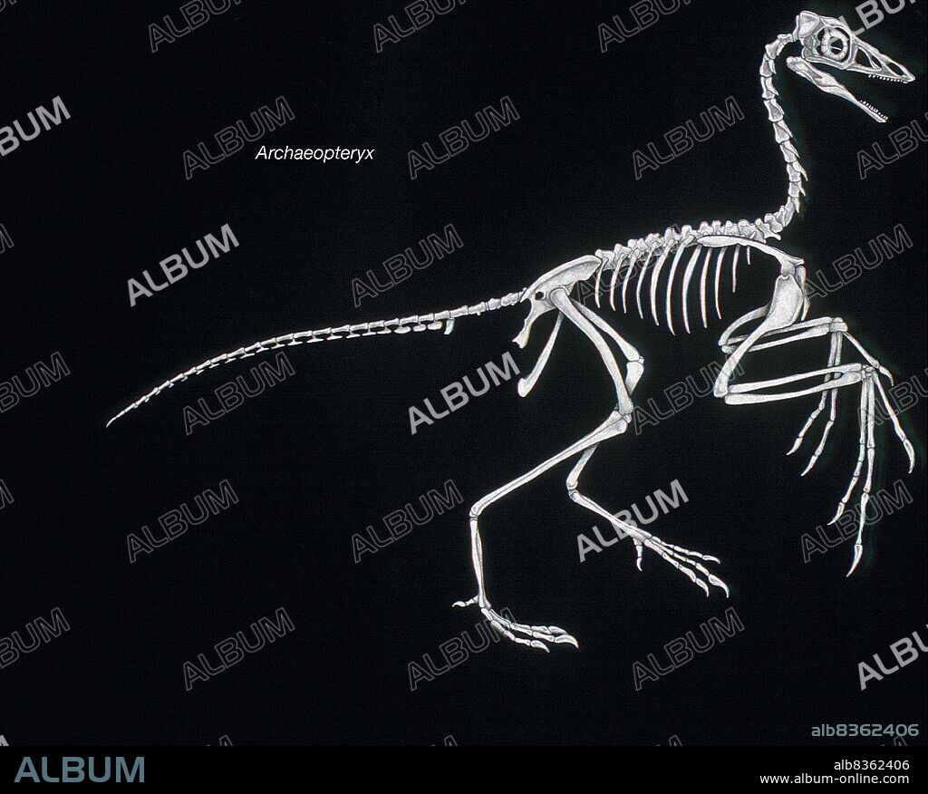 Skeleton of Archaeopteryx, the "feathered" dinosaur of the late Jurassic bird, considered to be the first known bird.