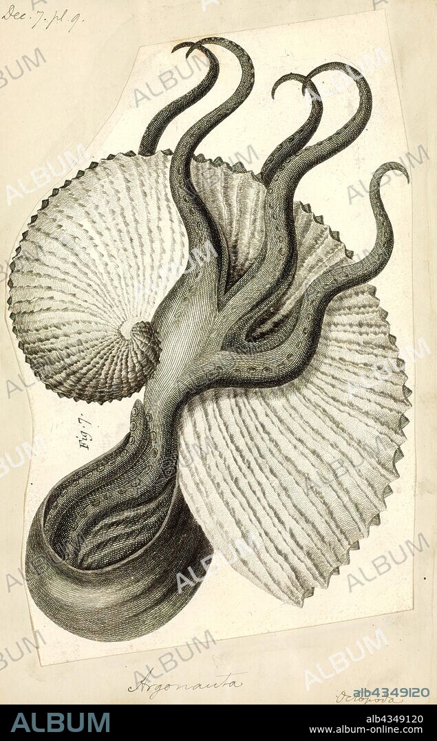 Argonauta, Print, The argonauts (genus Argonauta, the only extant genus in the family Argonautidae) are a group of pelagic octopuses. They are also called paper nautiluses, referring to the paper-thin eggcase that females secrete. This structure lacks the gas-filled chambers present in chambered nautilus shells and is not a true cephalopod shell, but rather an evolutionary innovation unique to the genus Argonauta. It is used as a brood chamber and for trapped surface air to maintain buoyancy. It was once speculated that the argonauts did not manufacture their own eggcases but instead utilized shells abandoned by other organisms, in the manner of hermit crabs. Experiments by pioneering marine biologist Jeanne Villepreux-Power in the early 19th century disproved this hypothesis, as Villepreux-Power was able to successfully rear argonaut young and observe the development of their shells.