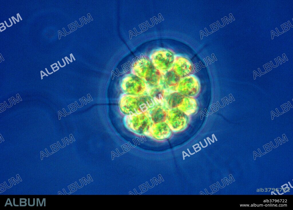 Green algae from the genus Pandorina.