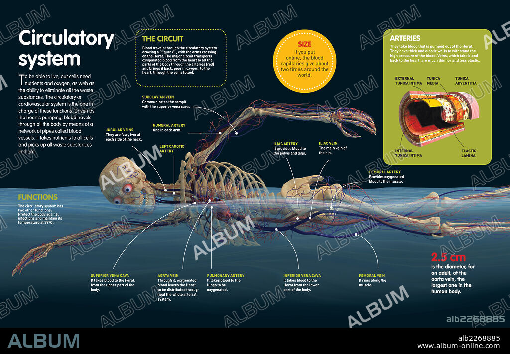 SISTEMA CIRCULATORIO. Infografía sobre el sistema circulatorio humano, sus funciones, las principales arterias y venas del cuerpo y la estructura interna de una arteria.