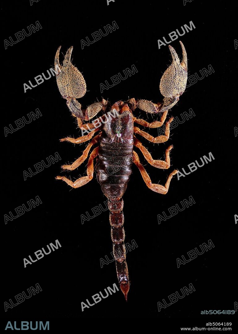Scorpion, Heterometrus swammerdami, Found in Vellore, South India. Palamnaeus swammerdami is a synonym., Natural Science, Entomology.