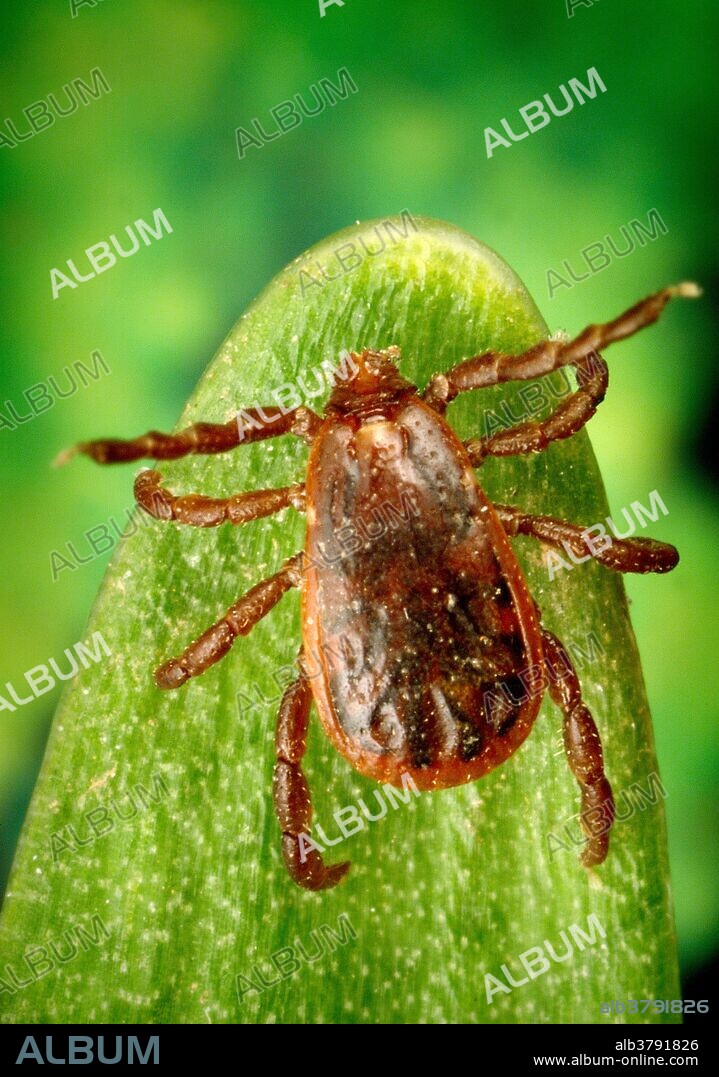 A male Brown dog tick, Rhipicephalus sanguineus from a superior, or dorsal view looking down on this Â“hard tickÂ’sÂ” scutum, or keratinized Â“shieldÂ” which entirely covers its back, identifying it as a male. In the female, the dorsal abdomen is only partially covered. Though not the primary vector for Rocky Mountain spotted fever like the American dog tick, Dermacentor variabilis, and the Â“Rocky Mountain wood tickÂ” D. andersoni, R. sanguineus has been found to be a less-common vector as well. This tick is distributed throughout the world. It also is known to transmit diseases to animals including canine babesiosis, bovine anaplasmosis, East Coast fever and Texas cattle fever. It can also spread tularemia, and tick-borne typhus to human beings.