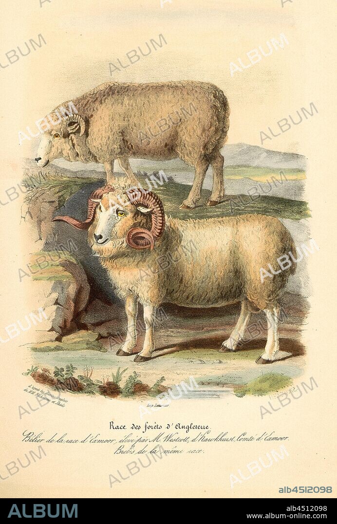 Breed of the forests of England ..., Breed from Great Britain, signed: d'après les dessins Anglais de M.M. Nicholson et Shiels; Imp. Lemercier; H. Eichens, Pl. 6, to p. 33, Nicholson, Francis (del.); Shiels, William (del.); Eichens, Hermann (lith.); Imprimerie Lemercier (imp.), 1846, David Low; Royer: Histoire naturelle-agricole des animaux domestiques de l'Europe: races de la Grande-Bretagne. Paris: aux Bureaux du Moniteur de la Propriété, et chez les principaux Libraires, 1846.