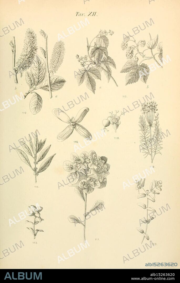 Flora, Marchigiana, Pesaro, Premiato, Stab, Tipo, Lit, Federici, 1890-1891, Italy, Marche, Plants, The illustration features a collection of detailed botanical studies. It includes various plant species, each labeled with numerical identifiers for reference. Among the depicted flora are leaves, blossoms, and fruits, intricately illustrated to showcase their unique structures and characteristics. The arrangement highlights the diversity in form and anatomy, with examples of soft foliage, elongated seed pods, and clusters of small flowers, emphasizing the intricate beauty of the plant kingdom. Each element is rendered with precision, making it a valuable reference for botanical enthusiasts and researchers alike.