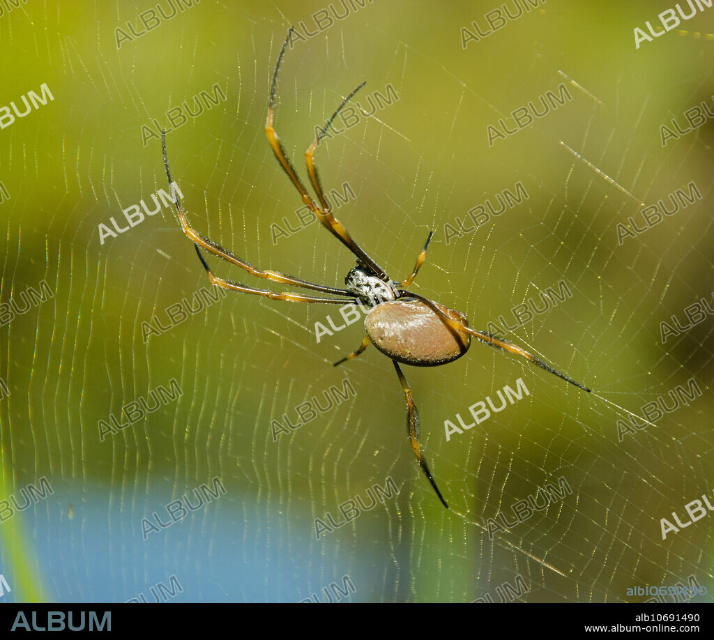 Yellow-banded Golden Silk Spider (Nephila plumipes) Queensland, Australia, in June.