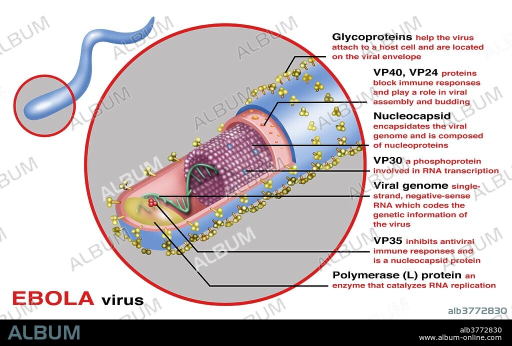The Ebola virus. The structure of the ebola virus consisting of Glycoproteins, VP40, VP24, Nucleocapsid, VP30, Viral genome, VP35 and the Polymerase (L) Protein.