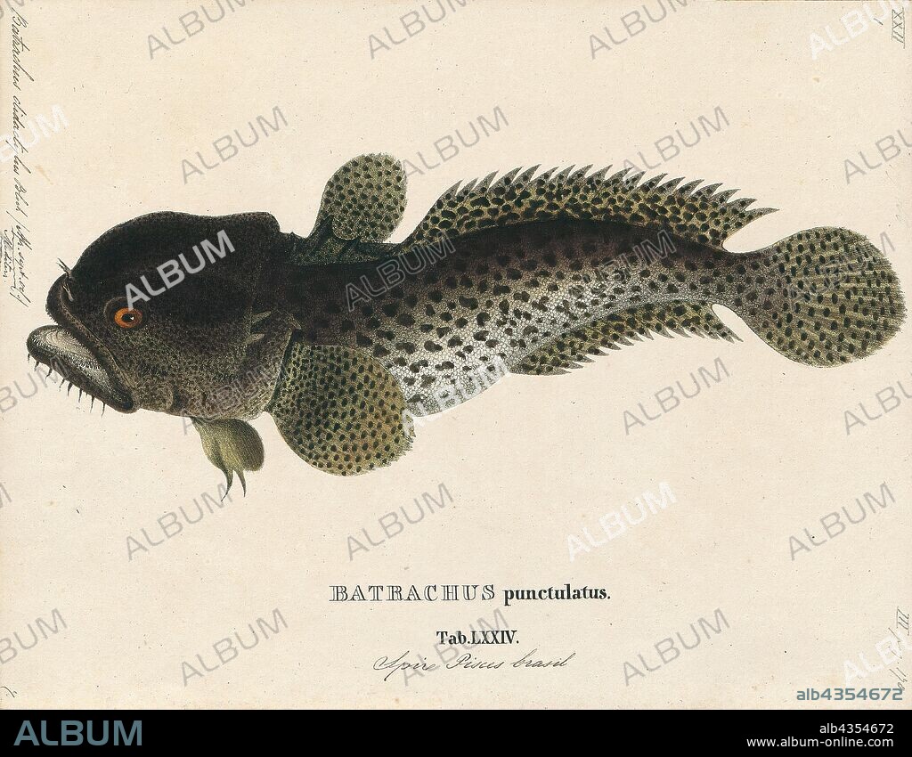 Batrachus didactylus, Print, Thalassophryne maculosa, Thalassophryne maculosa, the Cano toadfish, is a species of toadfish which is common along the Caribbean coasts of South America from Colombia to Trinidad and Venezuela. It occurs on the sandy bottoms of reef flats, lagoons, and seaward edges of reefs where it sits partially buried in the substrate. It is a venomous species with the venom being delivered through spines and wounds from the spines have been known to cause severe symptoms of pain and illness that may persist for up to a week.A study of the holotype of Batrachus uranoscopus, said to be a freshwater toadfish from Madagascar, in the Muséum national d’Histoire Naturelle in Paris found that it was most probably a misslabelled specimen of Thalassophryne maculosa and that subsequent records of Batrachus uranoscopus were attributable to Allenbatrachus meridionalis, a species found in Madagascar. T. maculosa is the type species of the genus Thalassophryne, the generic name translates from Greek as "sea toad" while the specific name is Latin for "spotted"., 1700-1880.