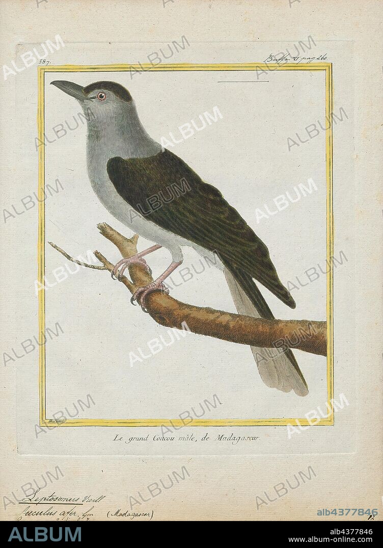 Leptosomus discolor, Print, The cuckoo roller or courol (Leptosomus discolor) is the only bird in the family Leptosomidae, which was previously often placed in the order Coraciiformes but is now placed in its own order Leptosomiformes. Its nearest relative is not clear. Morphological evidence may suggest a placement in or near to Falconiformes. In the rather comprehensive DNA study by Hackett et al, this and the hoatzin are the only two birds whose position is unclear, although the cuckoo roller seems to be at the root of a group that contains the Trogoniformes, Bucerotiformes, Piciformes, and Coraciiformes., 1700-1880.