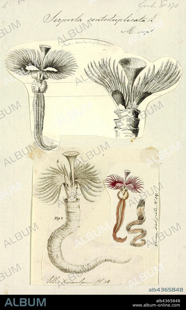 Serpula contortuplicata, Print, Serpula (also known as calcareous tubeworm, serpulid tubeworm, fanworm, or plume worm) is a genus of sessile, marine annelid tube worms that belongs to the family Serpulidae. Serpulid worms are very similar to tube worms of the closely related sabellid family, except that the former possess a cartilaginous operculum that occludes the entrance to their protective tube after the animal has withdrawn into it. The most distinctive feature of worms of the genus Serpula is their colorful fan-shaped "crown". The crown, used by these animals for respiration and alimentation, is the structure that is most commonly seen by scuba divers and other casual observers.