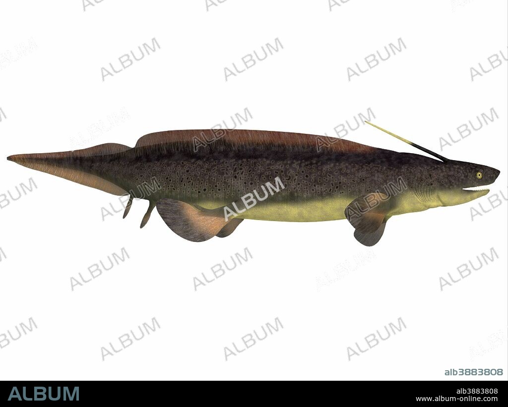 Xenacanthus is a prehistoric shark that lived in the Devonian and Triassic Periods.