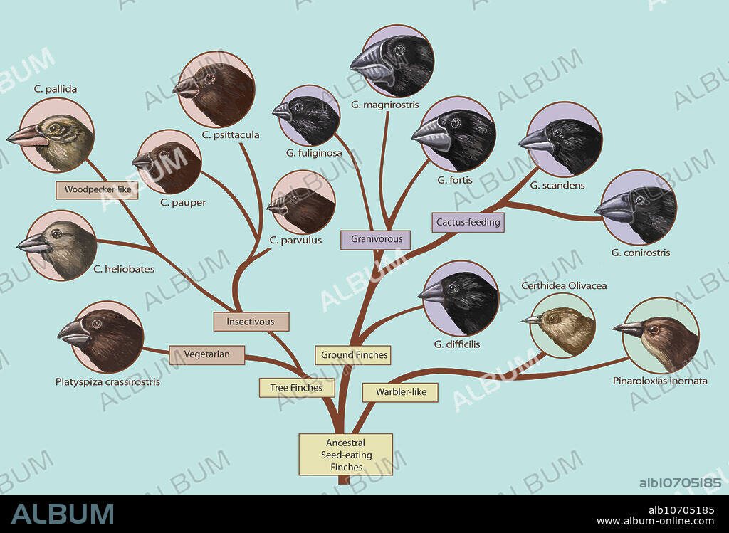 An illustration of the finch family tree from ancestral seed-eating finches to modern day finches.