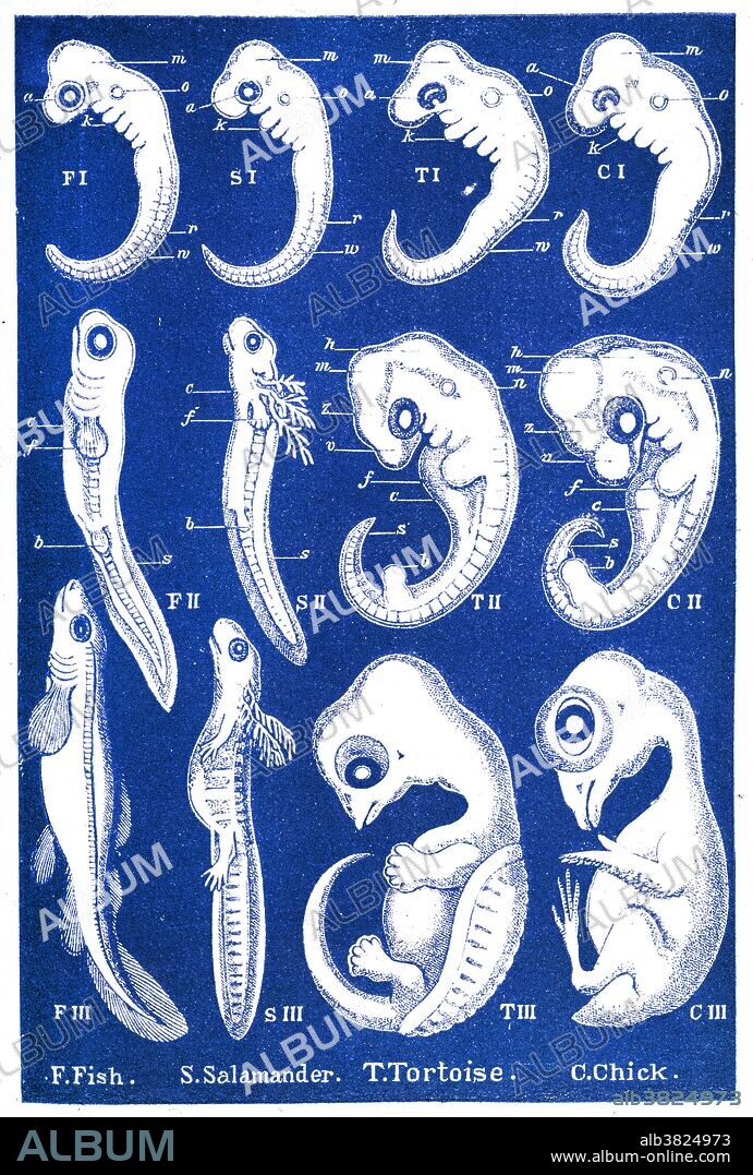 Ernst Haeckel's Evolution of Man, 1874. "This plate represents the embryos of two of the lower, and two of the higher Vertebrates in three different stages: of a fish (F); of an amphibian (salamandar, S); of a reptile (tortoise, T); and of a bird (chick, A)." Haeckel (1834-1919) was a German biologist, naturalist, and artist who discovered, described and named thousands of new species, mapped a genealogical tree relating all life forms, and coined many terms in biology, including anthropogeny, ecology, phylum, phylogeny, stem cell, and Protista.