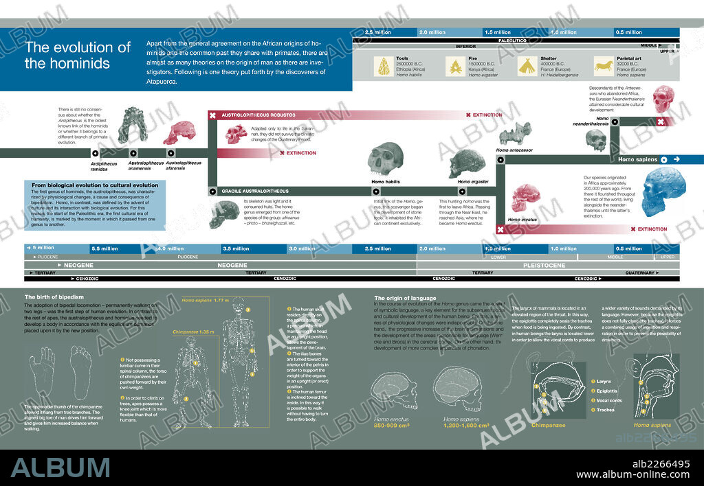 La evolución de los homínidos. Infografía de los orígenes del hombre y la evolución de los homínidos según la versión de los científicos de Atapuerca.