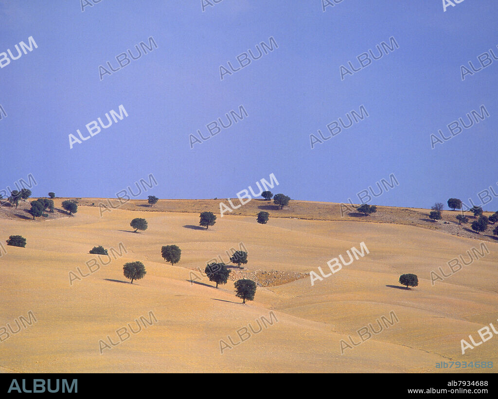 CAMPOS DE SECANO CON ENCINAS.