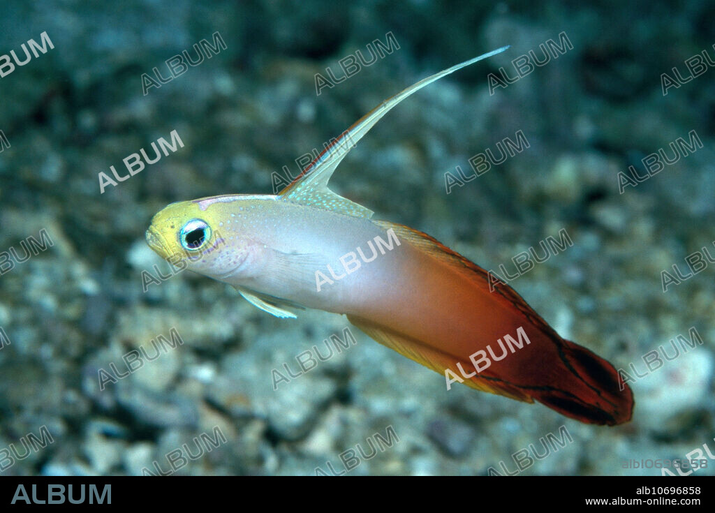Fire goby (Nemateleotris magifica), also called the firefish or fire dartfish, near Malakula Island, Vanuatu.