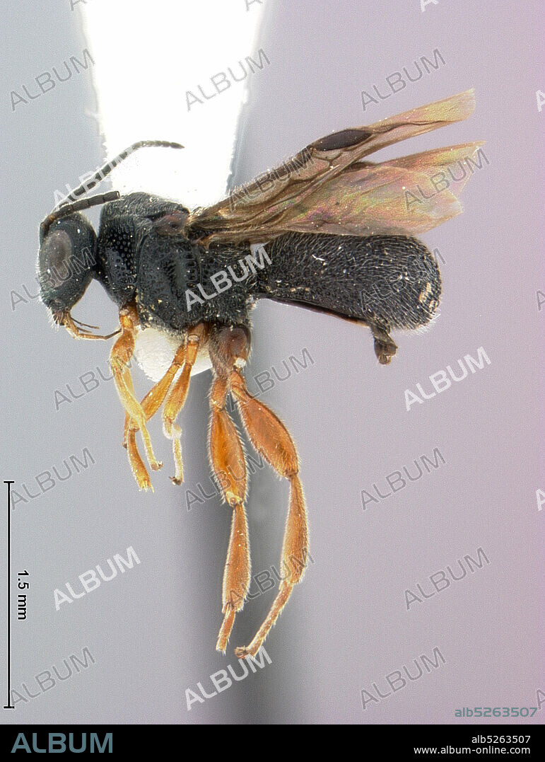 Kansas City, Wyandotte, Kansas, United States, Urosigalphus novissimus Gibson, Animalia, Arthropoda, Insecta, Hymenoptera, Braconidae.