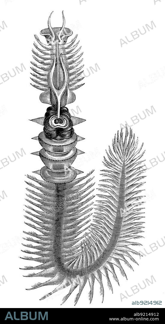 Chaetopterus variopedatus, Parchment worm or Parchment tube worm, Historic, digitally restored reproduction from a 19th century original