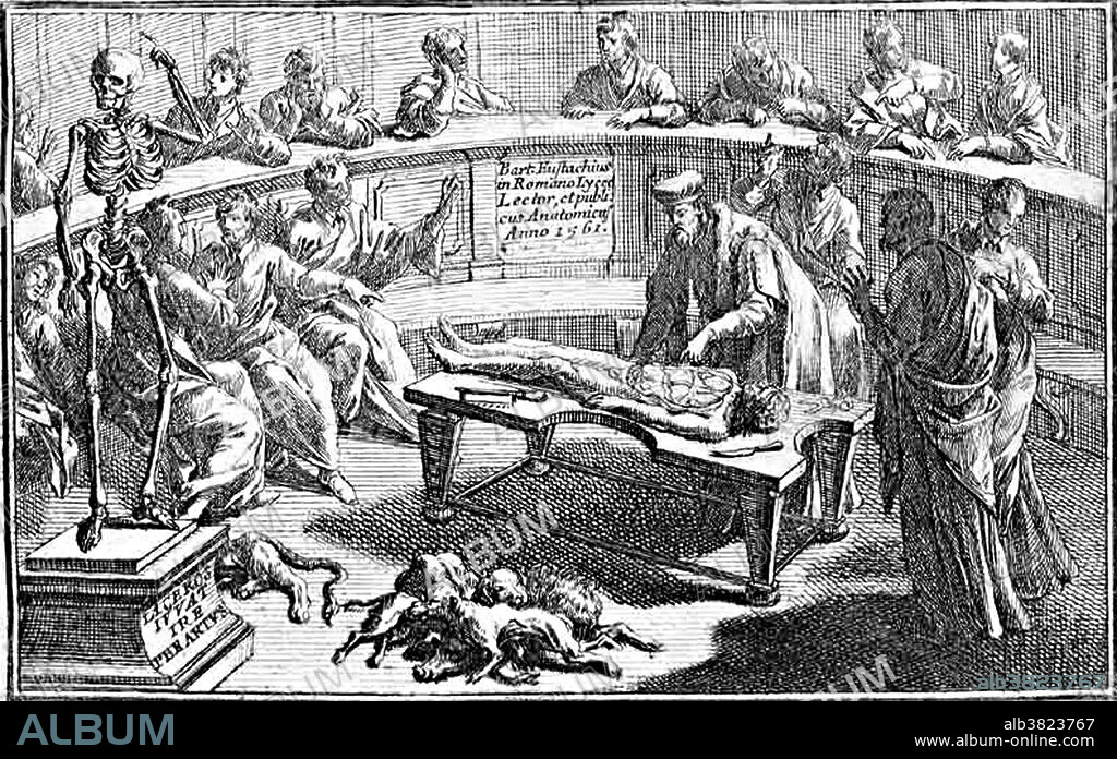 Engraving by Bartolomeo Eustachi entitled: "Dissection of a cadaver". Title page Tabulae anatomicae quas e tenebris tandem vindicatas, 1714. Interior view of an anatomical theater in which a dissection is in progress; a surgeon is examining the cadaver; several men are sitting, and a few are standing, observing the proceedings. A skeleton stands to the left. An anatomical theater was an institution used in teaching anatomy at early modern universities. The theater was usually a room of roughly amphitheatrical shape, in the centre of which would stand the table on which the dissections of human or animal bodies took place. Around this table were several circular, elliptic or octagonal tiers with railings, where students or other observers could stand and get a good view of the dissection.