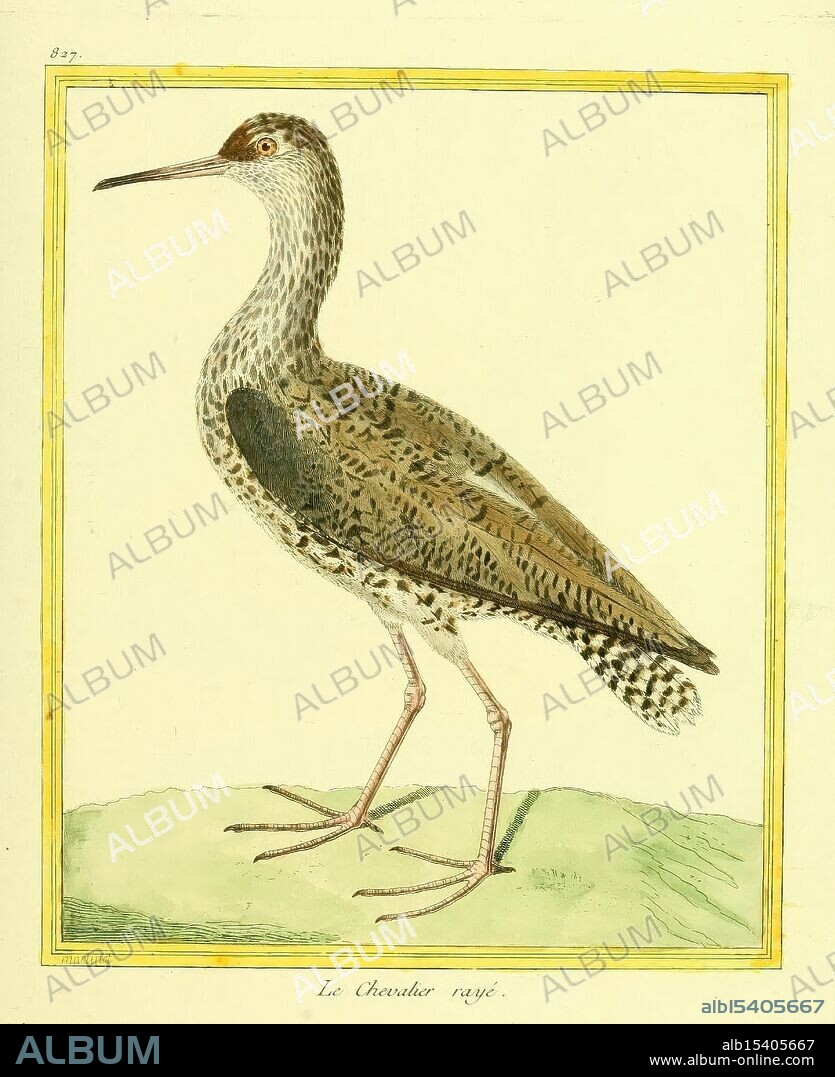 Planches enluminées d'histoire naturelle, Paris?, s.n, 1765-1783?, birds, pictorial works, zoology, An elegant bird stands poised on a patch of green ground, featuring a slender body adorned with intricate patterns of browns and grays. Its elongated neck and sharp, pointed beak convey a sense of grace, while its distinctive markings, including a rich brown crown and a contrasting striped back, highlight its unique features. The bird's long, slender legs help it balance elegantly, showcasing the delicate nature of its form. This representation captures the essence of the bird's natural beauty, emphasizing the fine details of its plumage and posture.