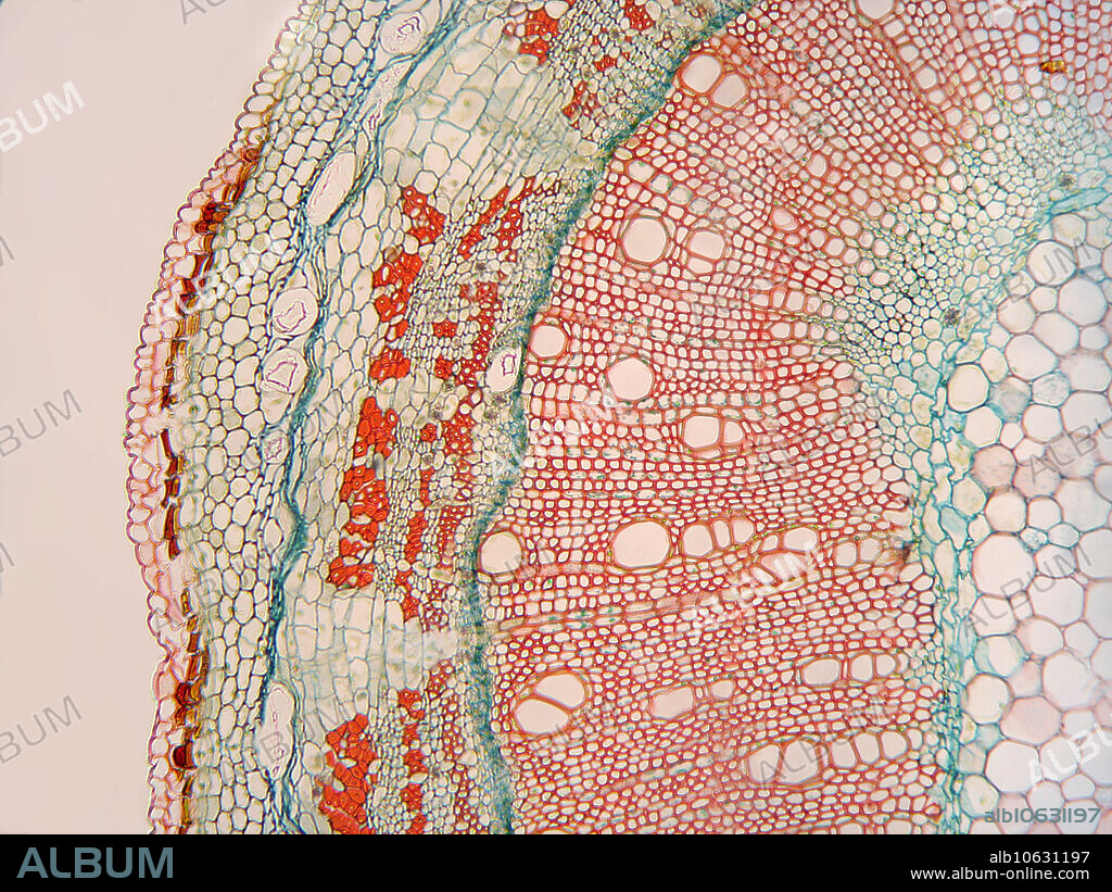 Cross section of a Hibiscus syriacus stem. Magnification 59X when printed at 10 cm.