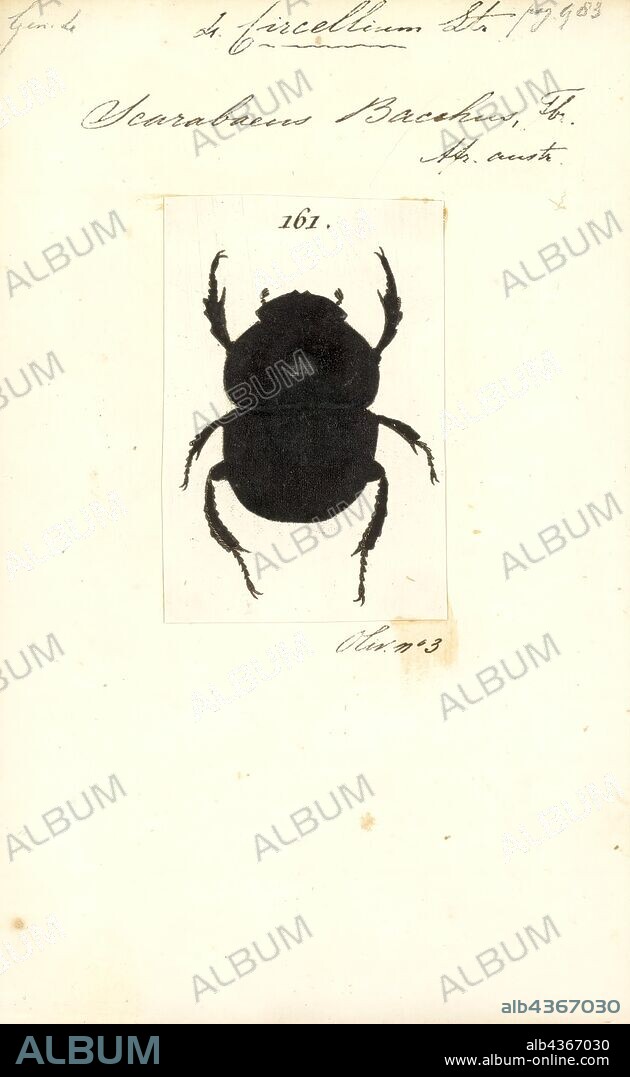 Circellium, Print, The flightless dung beetle (Circellium bacchus) is a species of dung beetle endemic to a few areas of South Africa, including the Addo Elephant National Park and the Buffalo Valley Game Farm. It is the only species in the genus Circellium. The loss of flight allows the beetle to use the empty space below the elytra as a carbon dioxide storage tank, creating a unique breathing mechanism which conserves water, a valuable survival trait in the arid regions it lives in.
