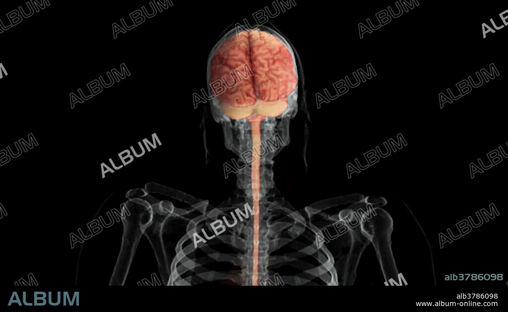 Brain and Spinal Cord, Posterior View