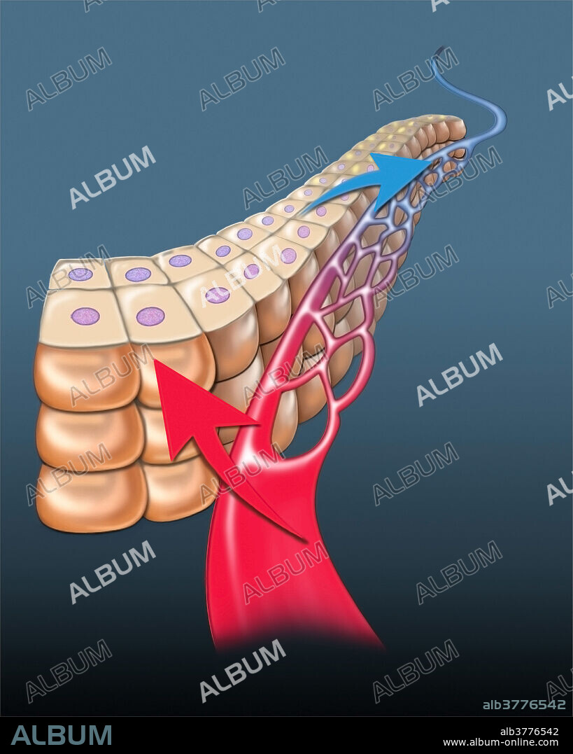 Cellular capillary gas exchange, illustration