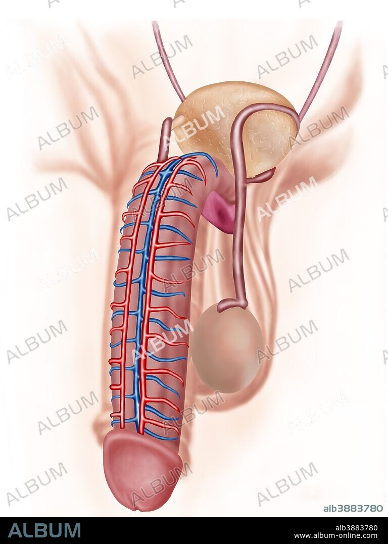 Anatomy of male reproductive organs.