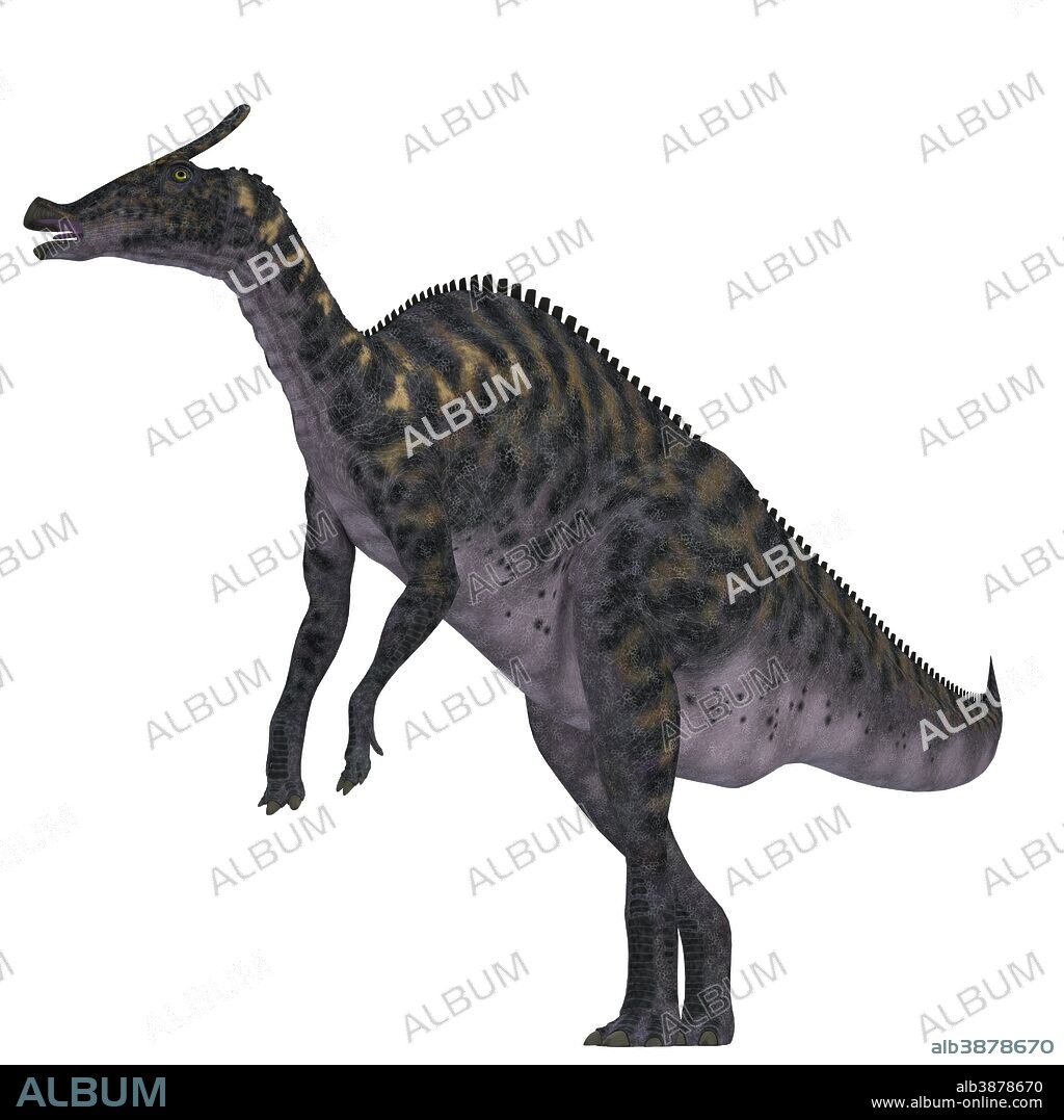 Saurolophus was a hadrosaurid dinosaur that lived in Mongolia, Asia during the Cretaceous Period.