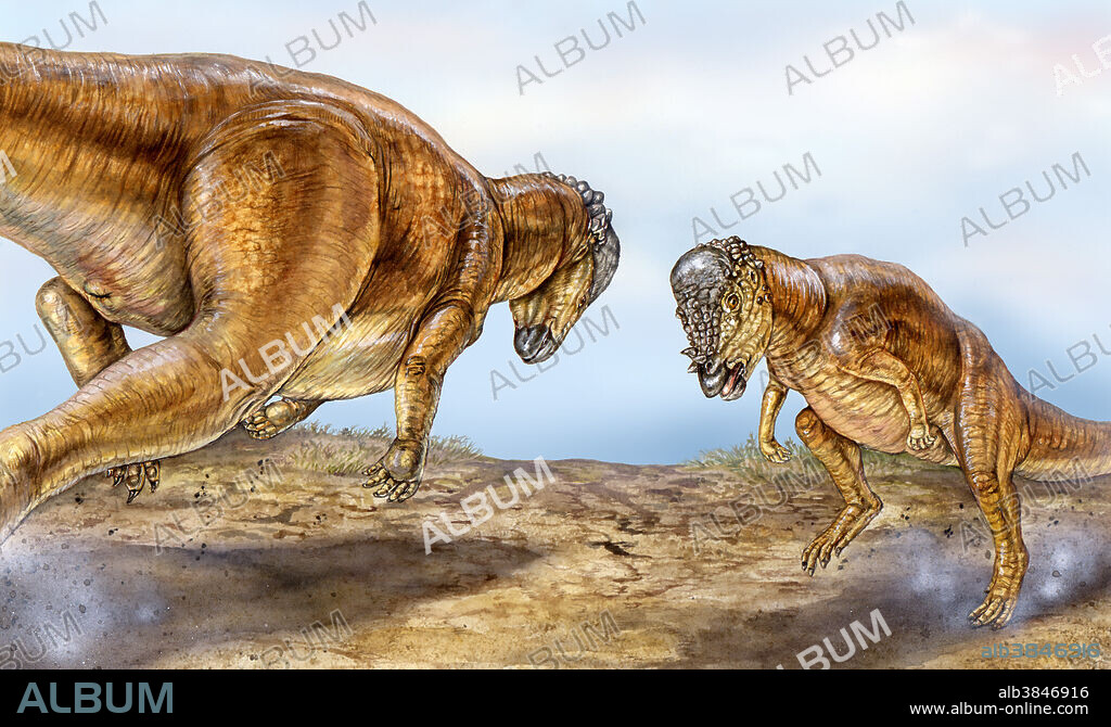 Late Cretaceous dinosaur competitive head-butting contest shows pachycephalosaurs positioning their bodies with solid bony domed heads lowered at right angles, and necks, bodies, and tails held in stiff horizontal position, to absorb the impact as they crash head-on against their opponent.