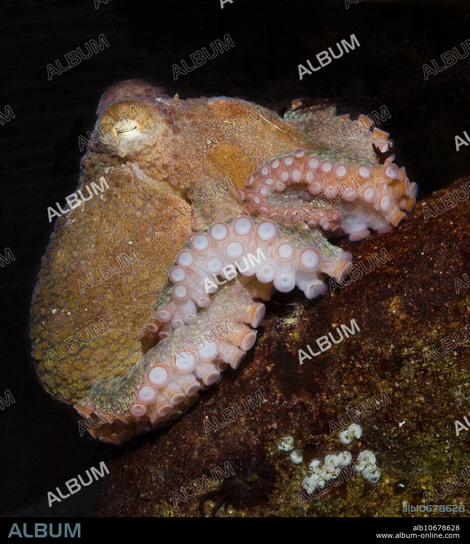 Red Octopus (Octopus rubescens), San Luis Obispo County, California.
